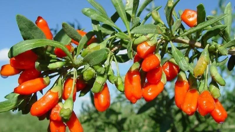 野狸岛公园美食美景,推荐一个好地方野狸岛