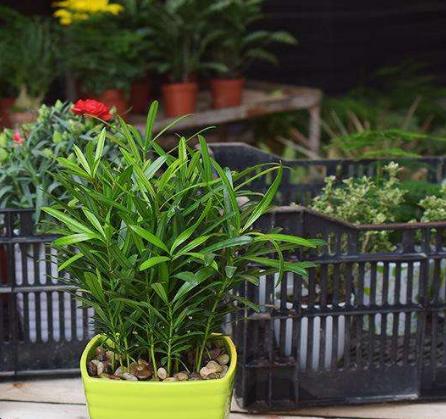 开花店想赚钱先做什么,怎么才能开花店赚钱