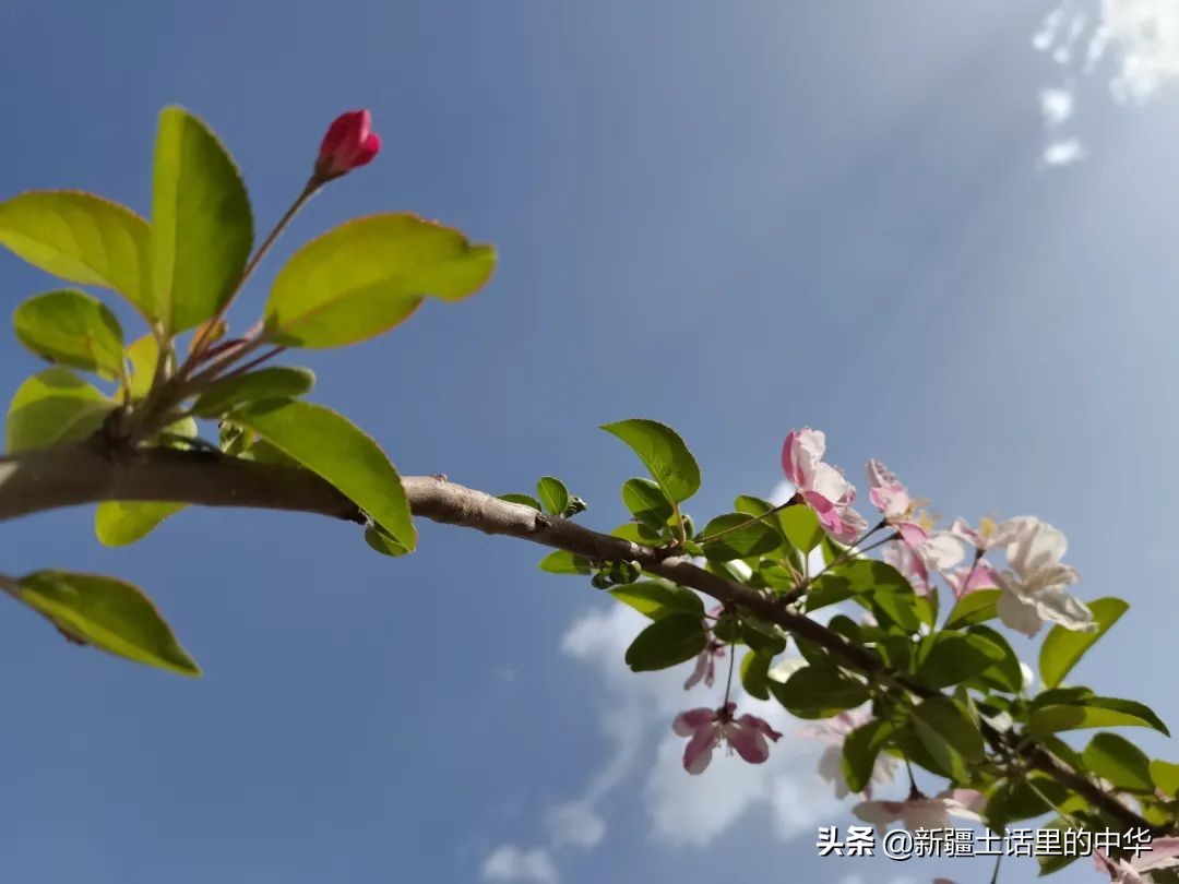 羊肉有骚臭味,羊肉发骚咋回事
