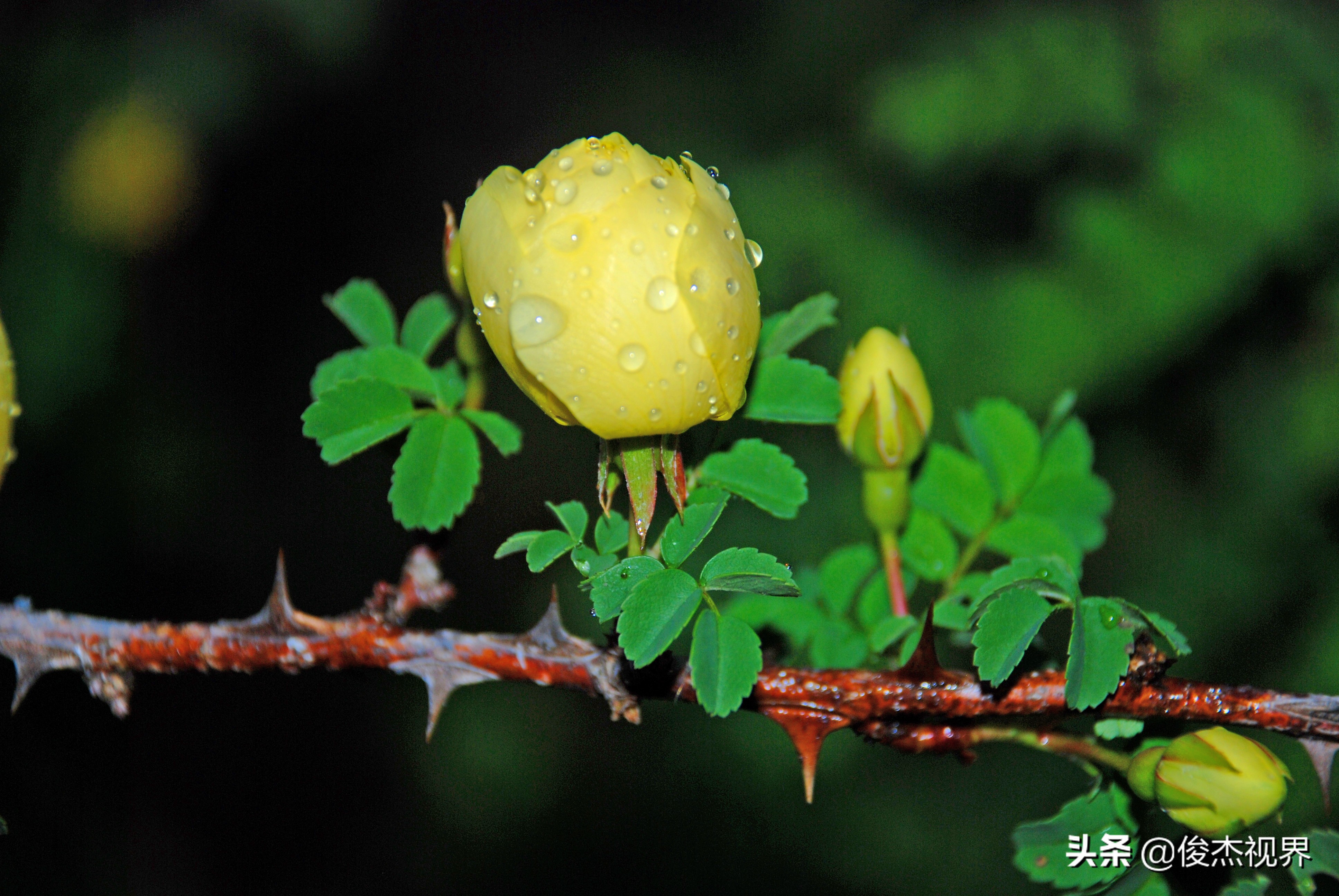 夜游遇见黄玫瑰（原创）