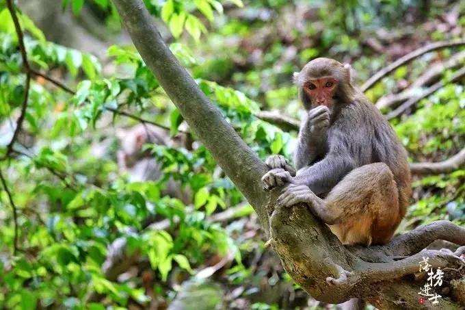 去张家界自助游攻略,张家界免门票自助游攻略图片真实