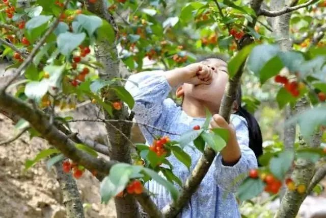 西安周边现在哪的樱桃成熟,西安摘樱桃好去处有哪些