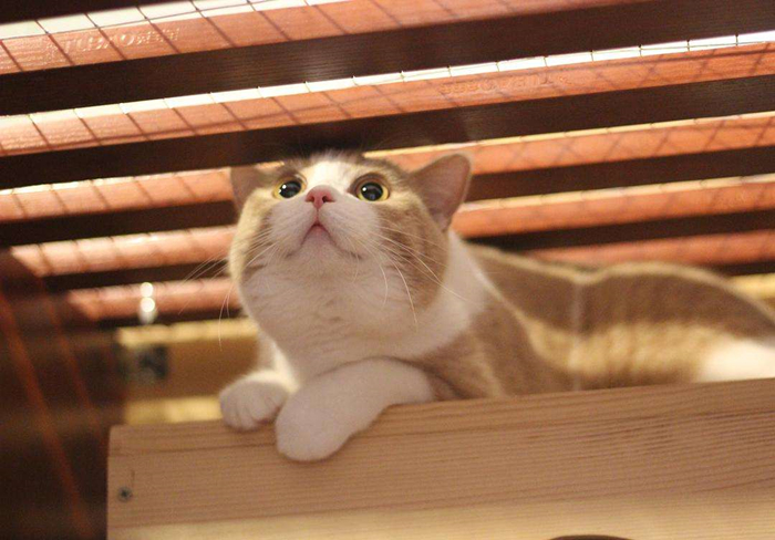 猫咪乱拉乱尿是不是猫砂盆没清理,猫咪乱拉乱尿能打吗