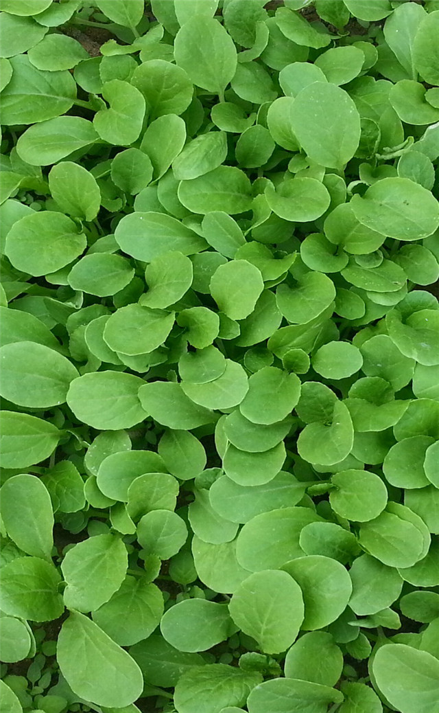 缓解眼睛疲劳动态图壁纸,好看的手机壁纸护眼高清图文