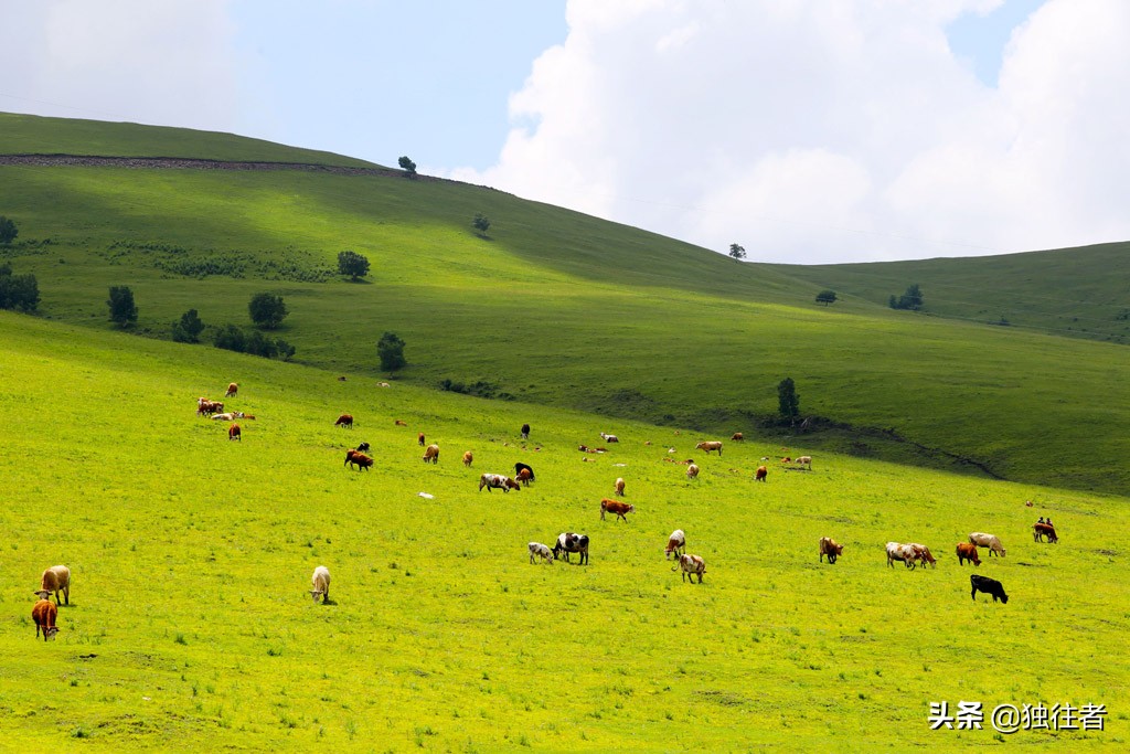 丰宁野花,丰宁坝上草原花海