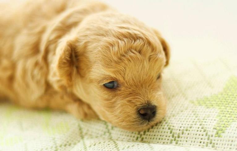 狗狗在家拉肚子怎么办,狗狗拉肚子怎么判断