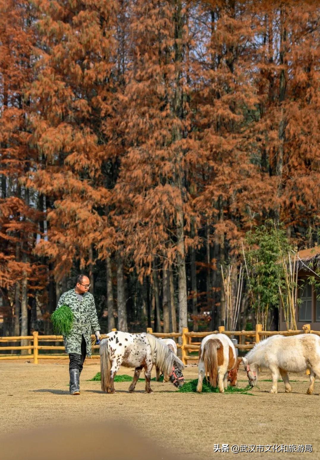 武汉野生动物王国怎么预约,武汉野生动物王国免门票