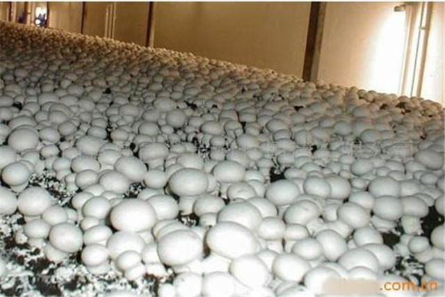 双孢菇高产高效栽培技术,双孢菇的高效栽培技术