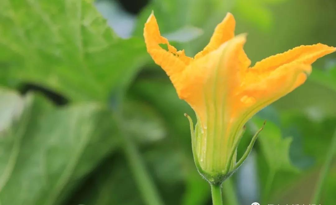 在云南，做一个“花吃”，挺好