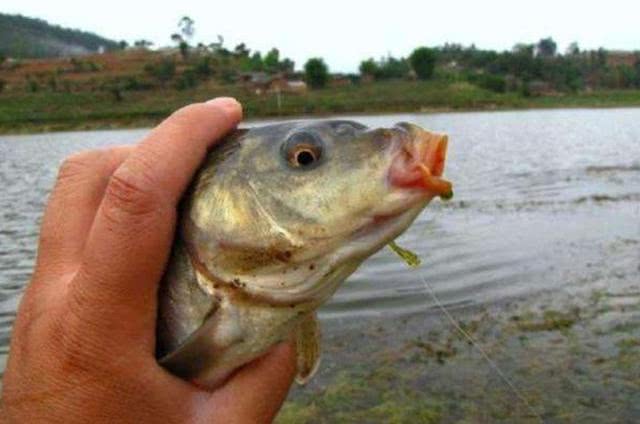 滑鱼为什么不开口,同样的饵料钓滑鱼为什么不开口