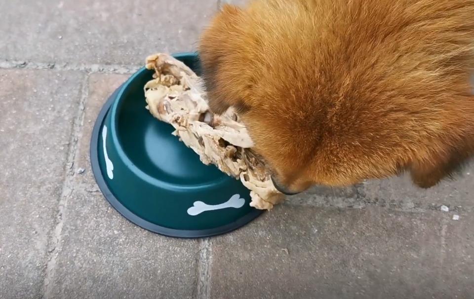 两只被遗弃的小流浪狗,流浪狗被收养后两只大狗不吃不喝