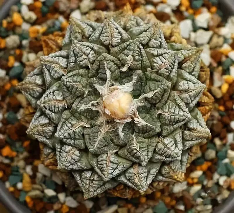 这才是世界上最贵的花卉,十大名贵花卉家养