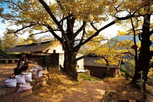 老爸的大灰鹅，一篇看哭很多人的短文