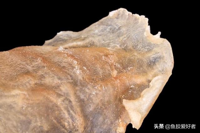 花胶的挑选九招识别真假花胶,真花胶和假花胶吃起来有什么区别