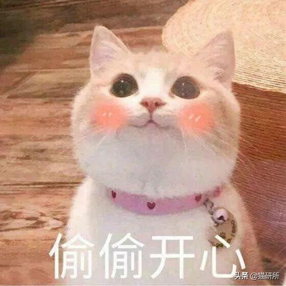 卫仕营养膏直接给猫咪喂着吃吗,猫咪营养膏每天喂多少