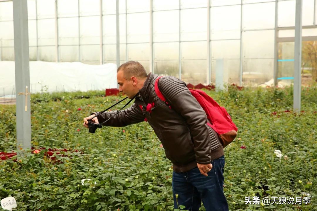 优雅女士月季花,奇葩月季品种图片