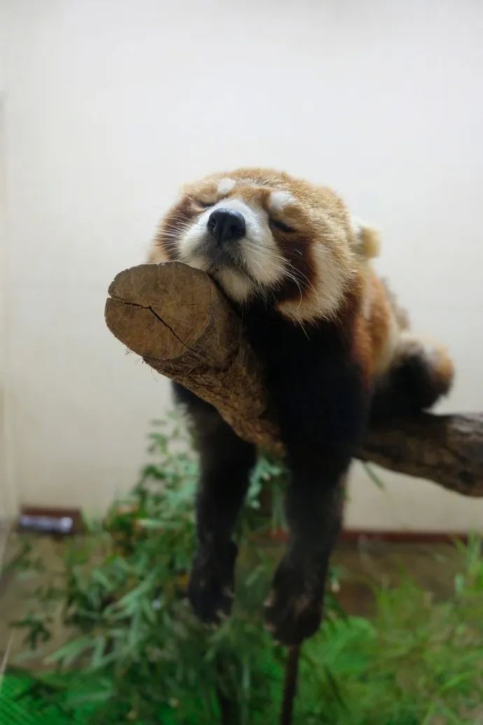 图集|如果侃爷当了美国总统，大家岂不是可以看第一夫人开车？