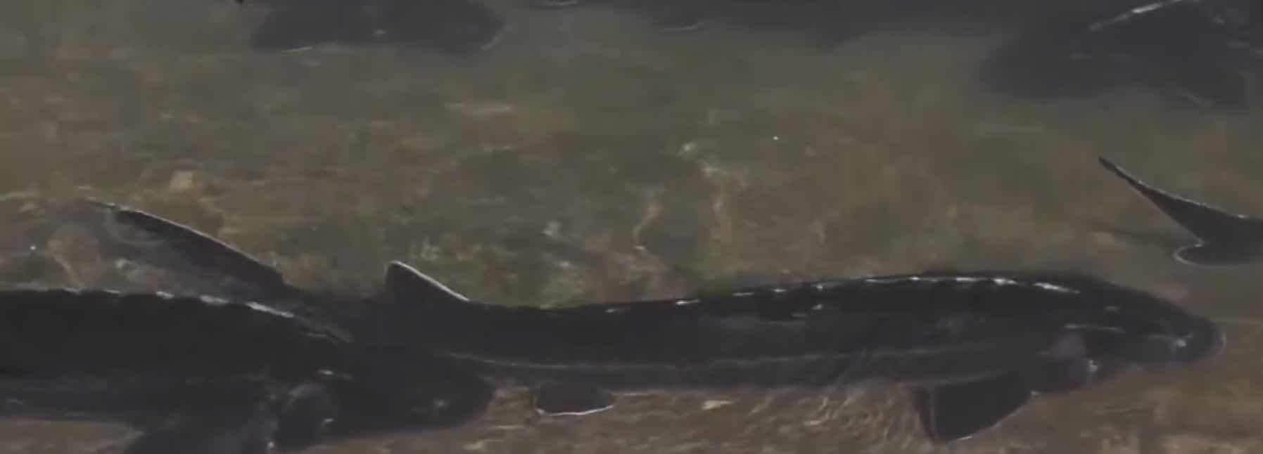 刘树明：绿水青山中的黑金——以色列鱼子酱