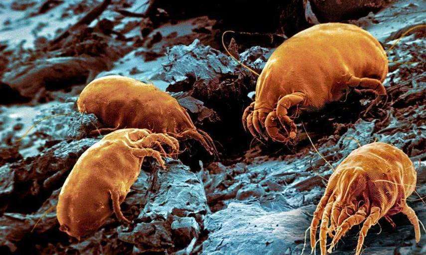 强力高效杀螨虫药,短效杀螨剂