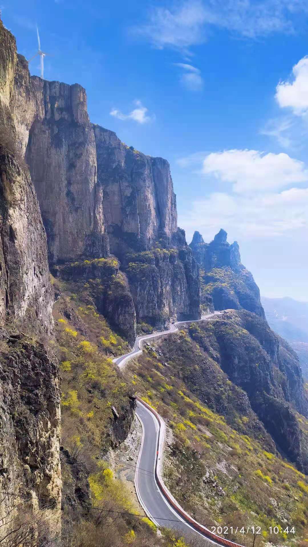 香椿芽简介,早春香椿芽