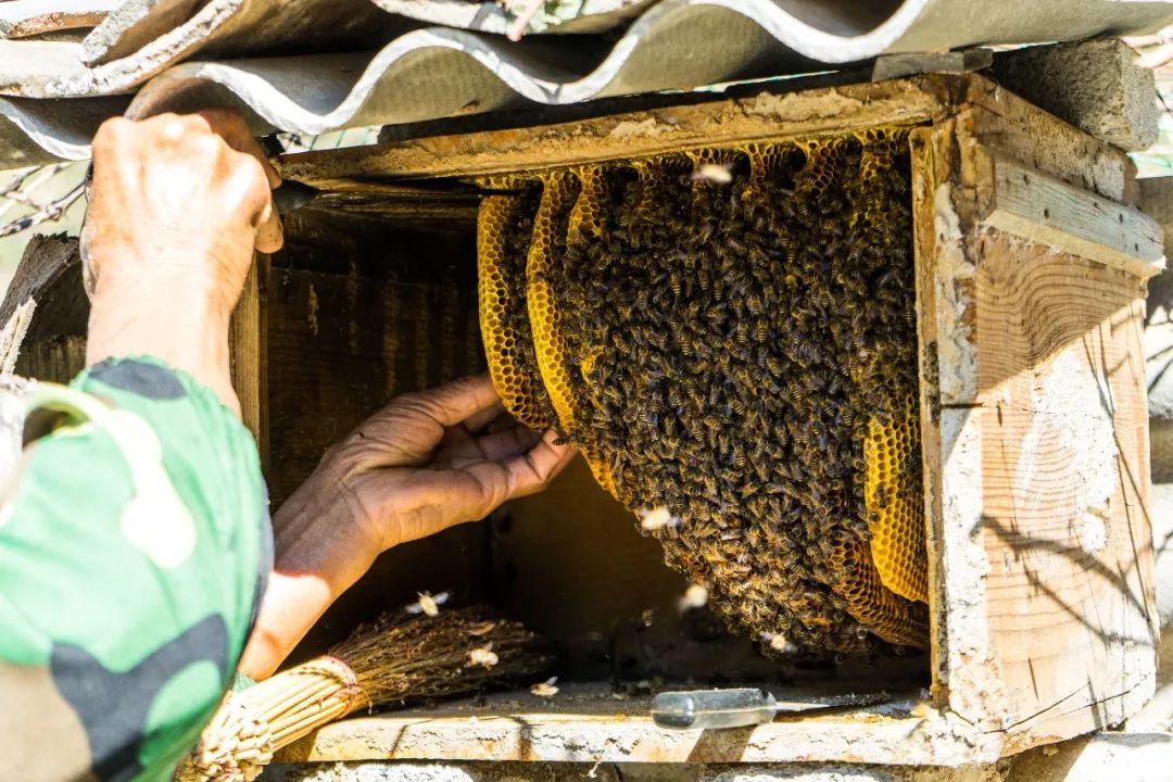 土蜂蜜取蜜全过程,土蜂蜜正确取蜜方法