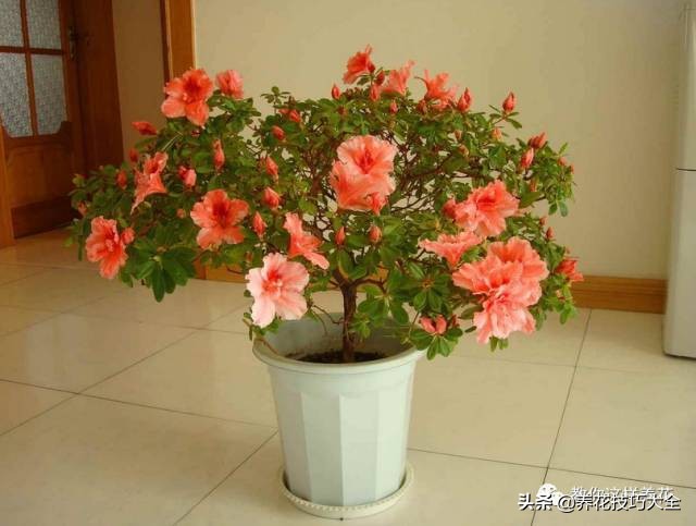 快死的杜鹃花还能救活吗,杜鹃花刚栽活就掉叶子怎么办