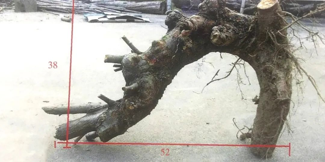 小榆树盆景设计100种形态,榆树盆景用的榆树是什么品种