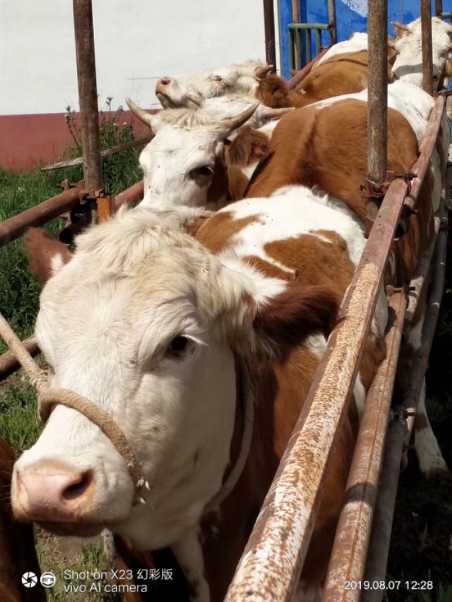 牛出现难产怎么处理,牛出现难产怎么解决