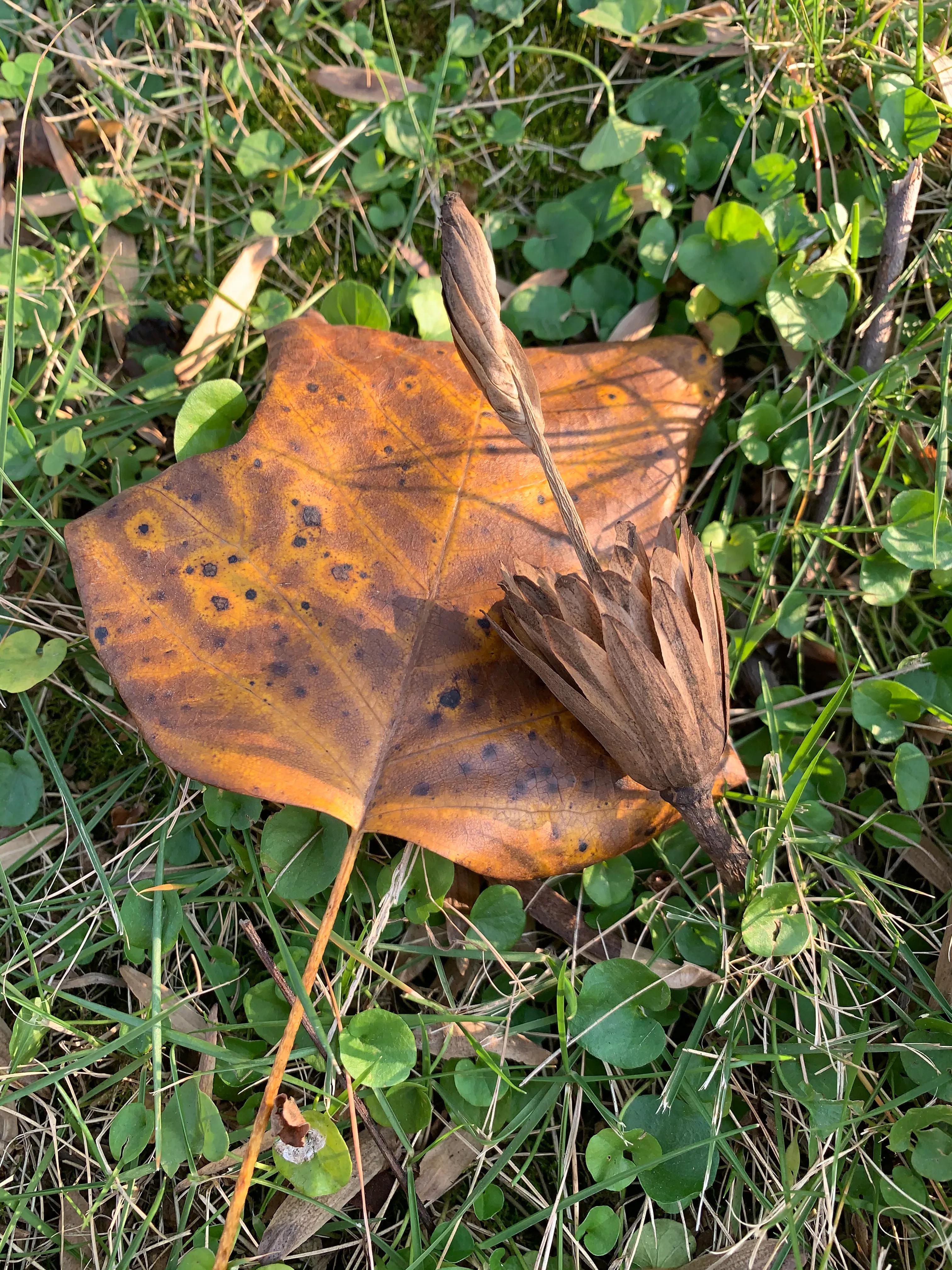 像鹅掌楸的树,小叶鹅掌楸大树