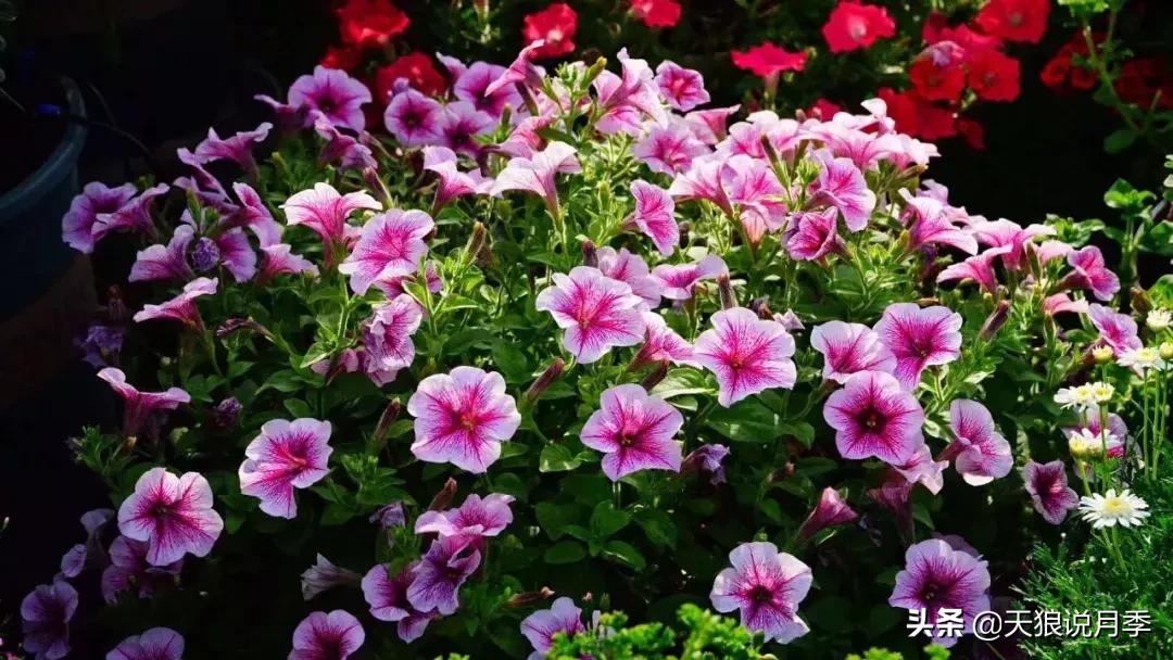 露台打造花海,她用10年改造庭院