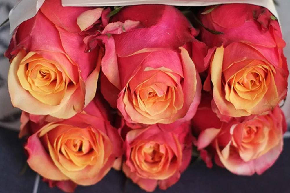 花店必备的5款玫瑰,鲜花图鉴一次性认识30种玫瑰花