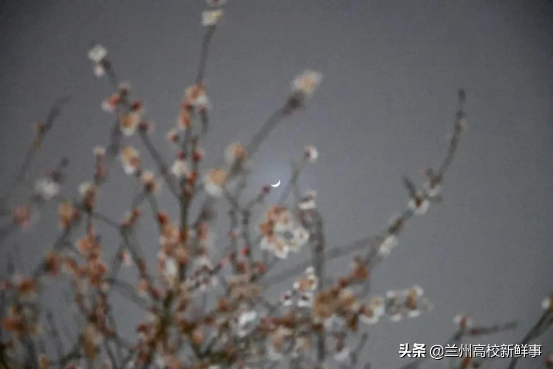 兰财校花,高校校花青春来袭你pick哪一款