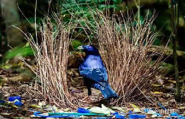 动物都是怎么谈恋爱的,动物界最奇葩的表白方式
