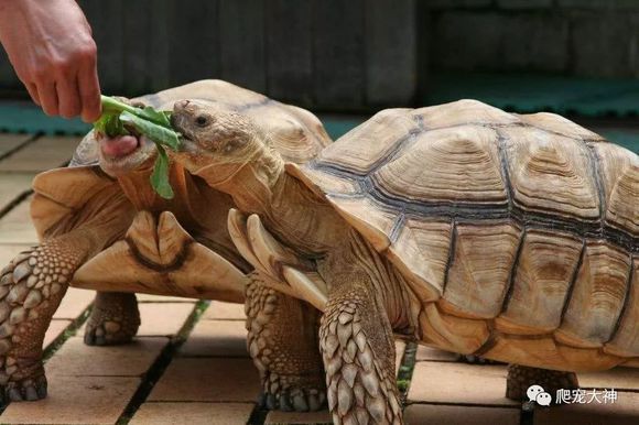 陆龟要怎么养才可以胆子大,陆龟长大了怎么养