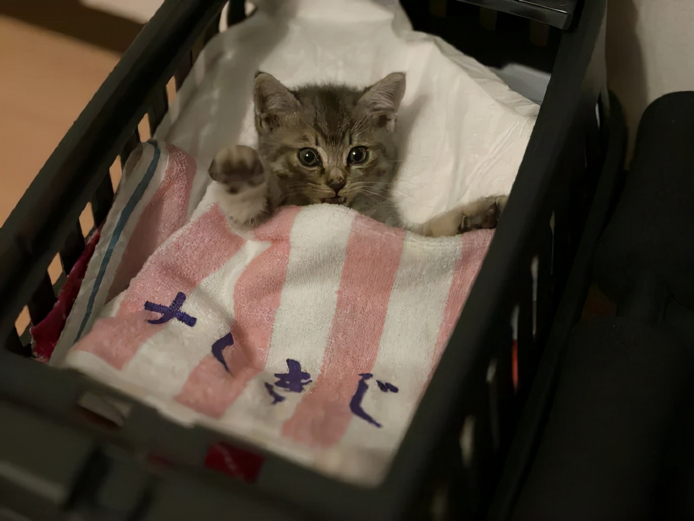 看到铲屎官终于回家，立即安心地睡着了|冷段子1986