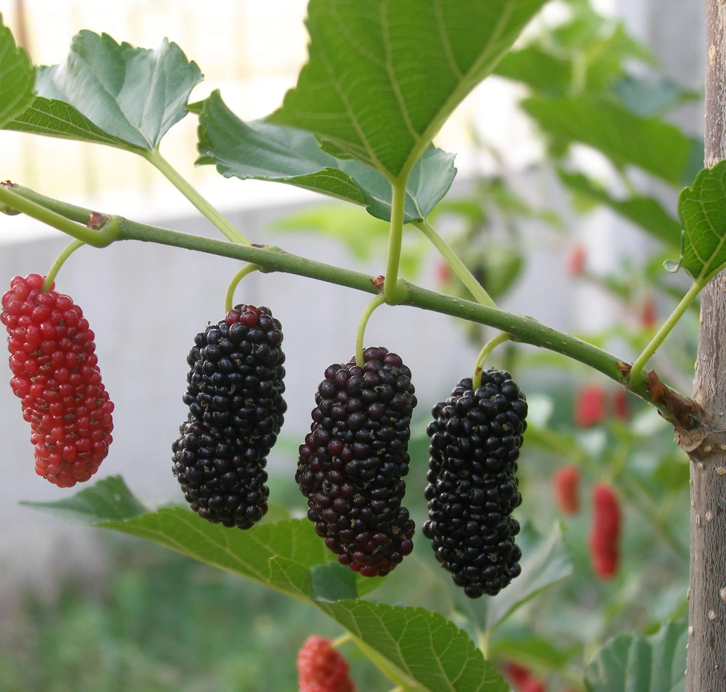 中药里面的桑黄,中药中的桑黄