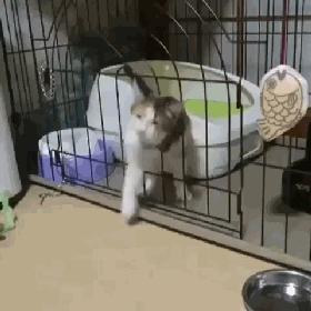 众所周知的猫咪,猫咪是液体也是固体