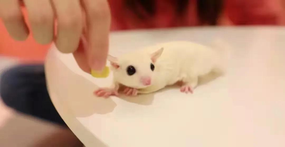 宠物生活馆盘点,北京人气宠物乐园推荐