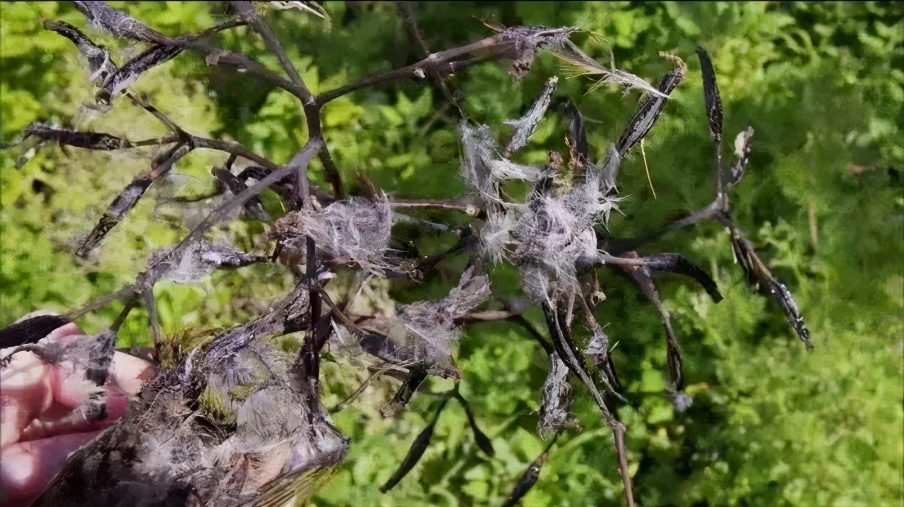 忘了传播种子的使命？捕鸟树被进化带偏，开始以“杀鸟为乐”？