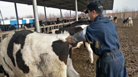 养牛户们最应该注意的这种病，严重影响母牛的繁育，值得学习转发