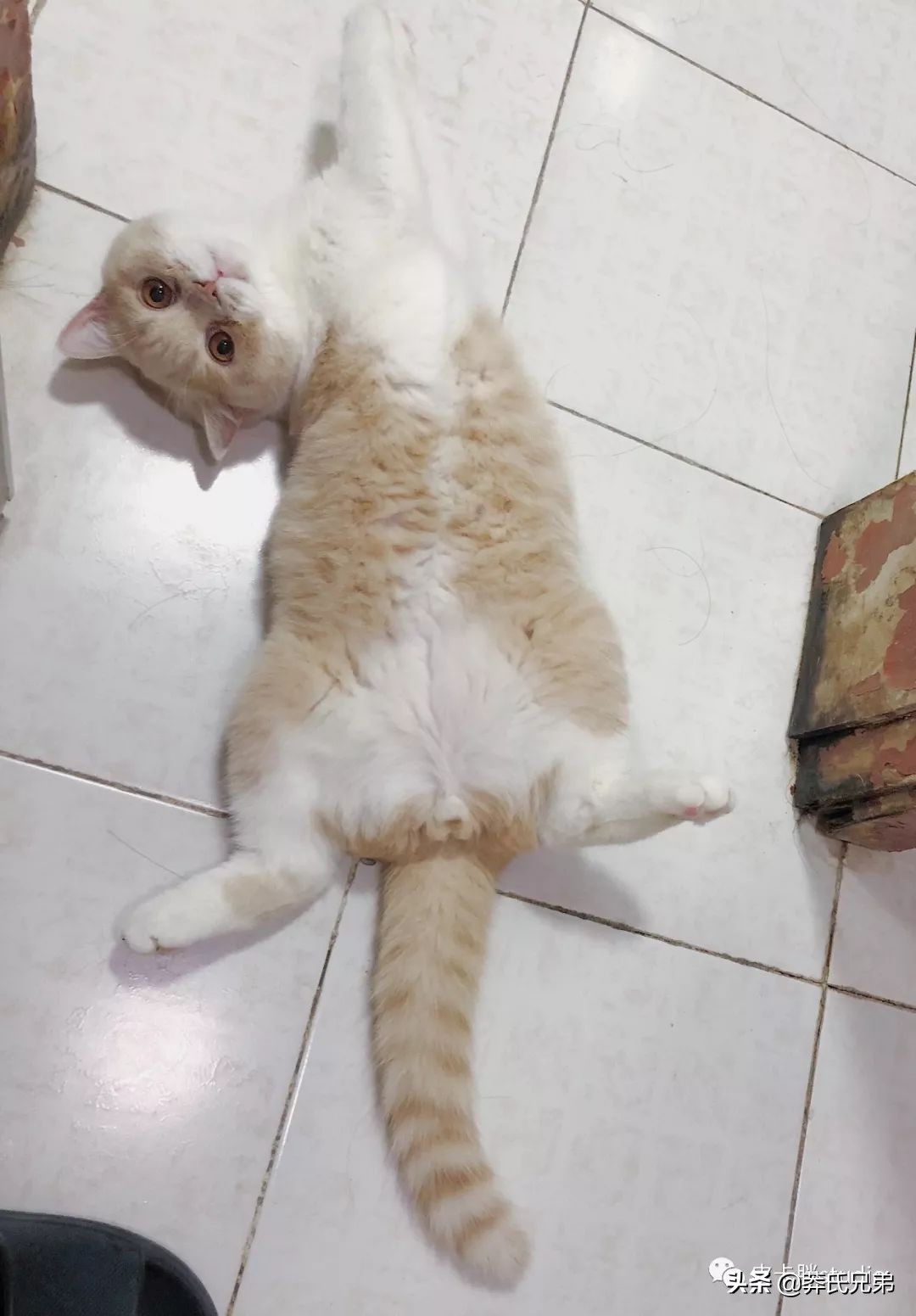 可爱小奶猫刚生出成长日记,一只小奶猫的成长过程