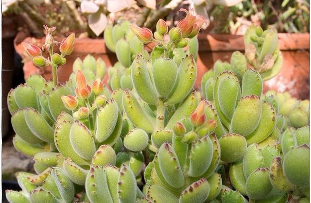 多肉熊童子掉的叶子能扦插吗,多肉熊童子叶子脏了怎样清理