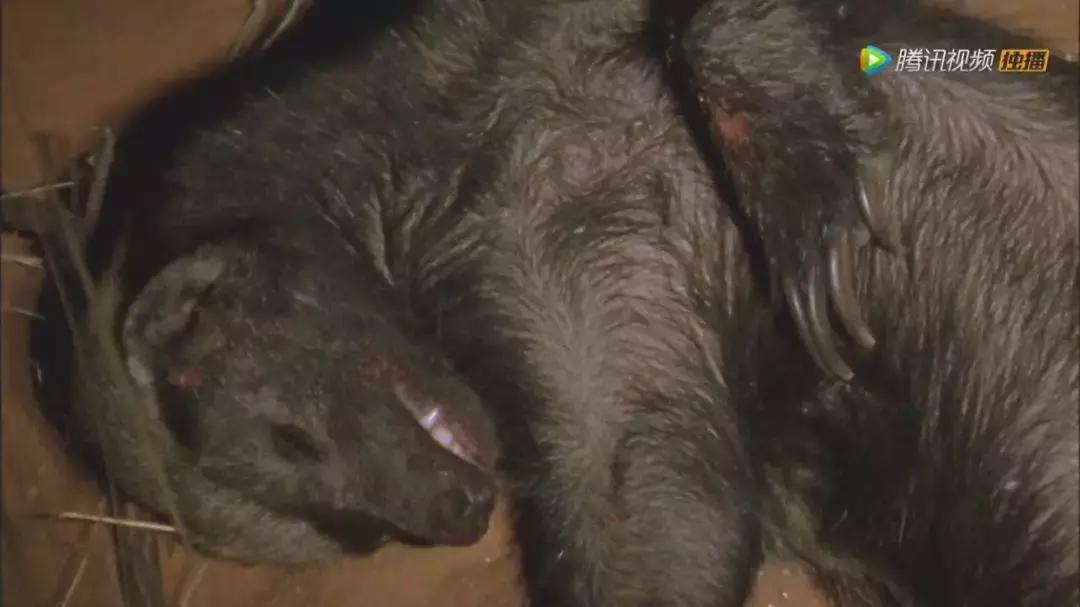 跟狮子抢肉，怼非洲鬣狗，看硬核“平头姐”成长史！
