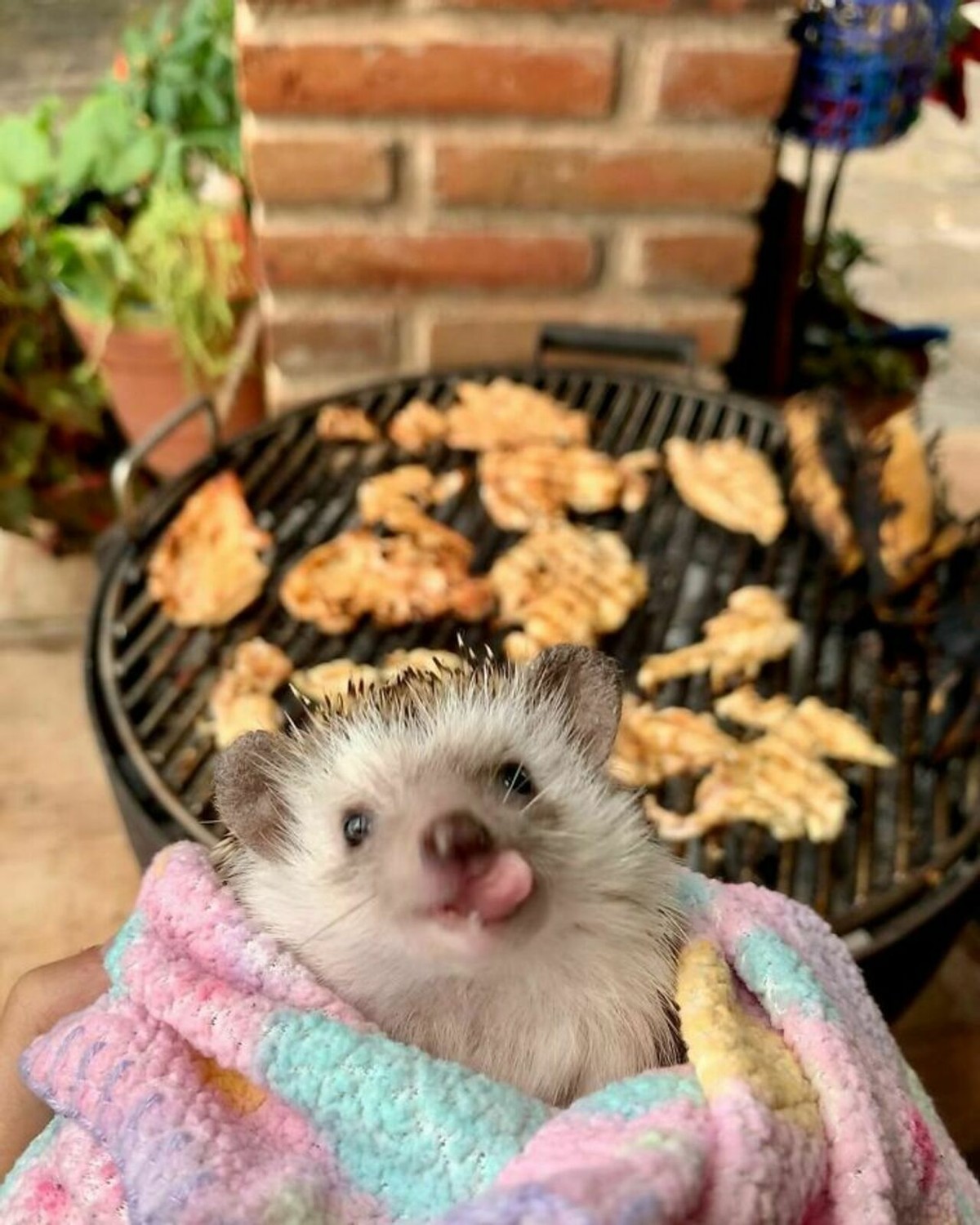 野生刺猬和宠物刺猬的图片,宠物刺猬的真实图片