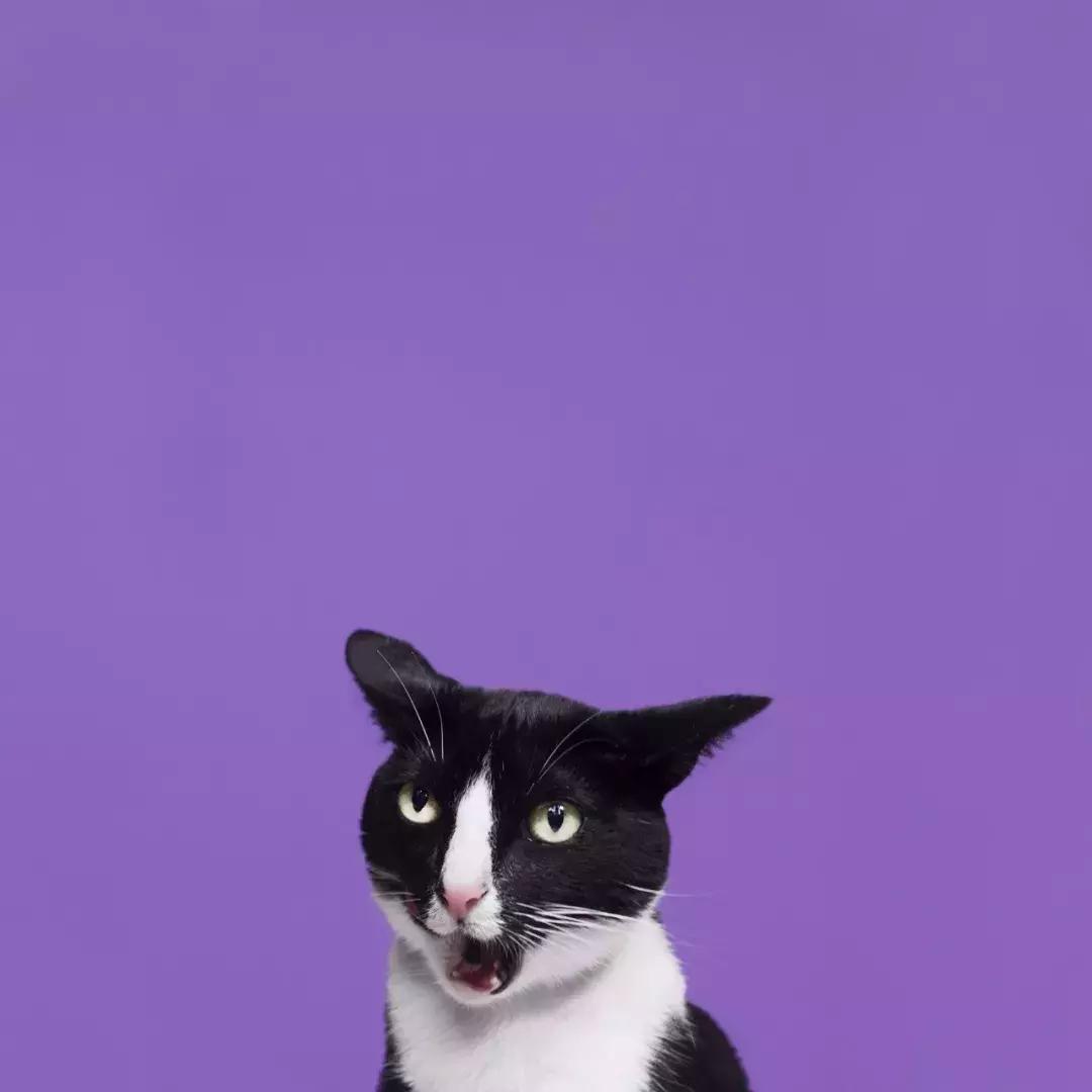 猫猫被猫抓伤了怎么办,猫猫被别的猫抓伤了怎么办