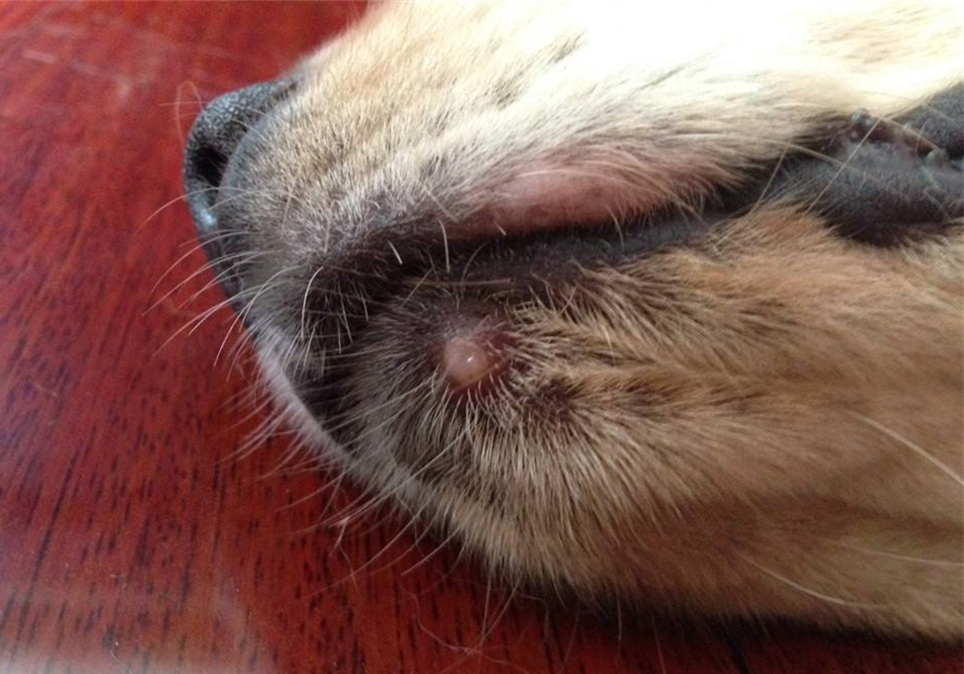 狗狗息肉不明显需要处理吗,狗狗眼睛长了息肉保守治疗