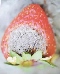 福建草莓露天种植全过程,山东露天草莓种植时间