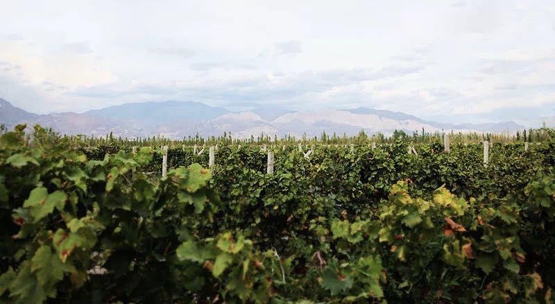 品牌故事｜如苏力：厉害了，我的罄玉“母亲庄园”