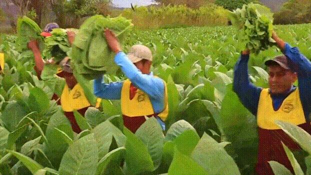 有钱人抽雪茄,世界上最贵雪茄的制造过程