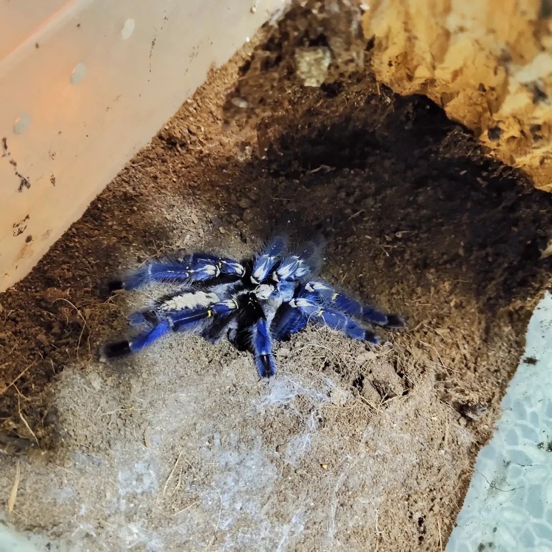 一只鸭子一万五元,一只鸭子一万多